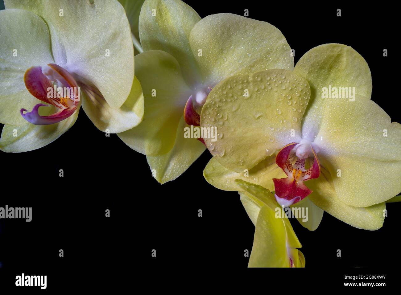 Close up of a yellow orchid with water droplets. Stock Photo