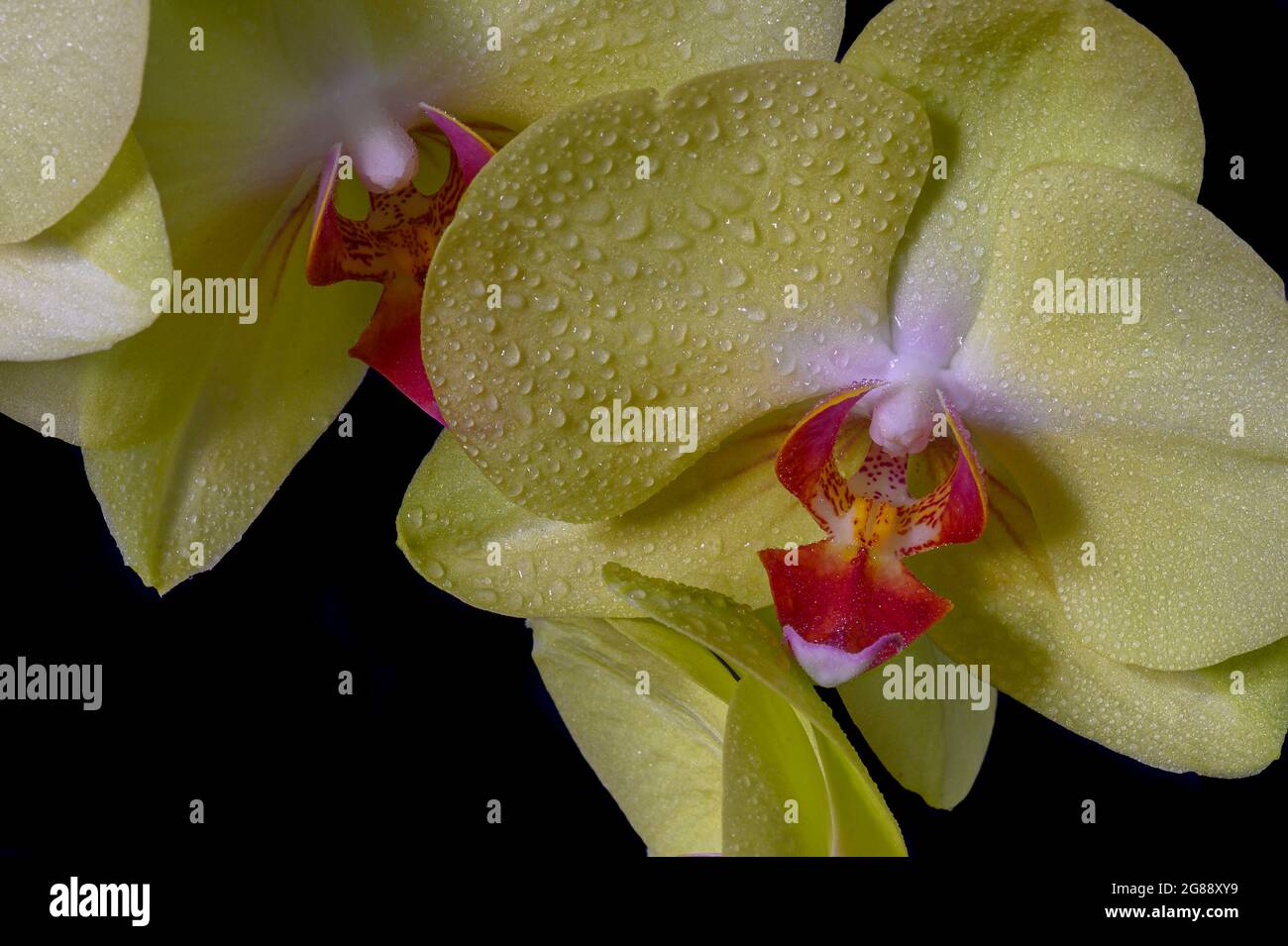 Close up of a yellow orchid with water droplets. Stock Photo
