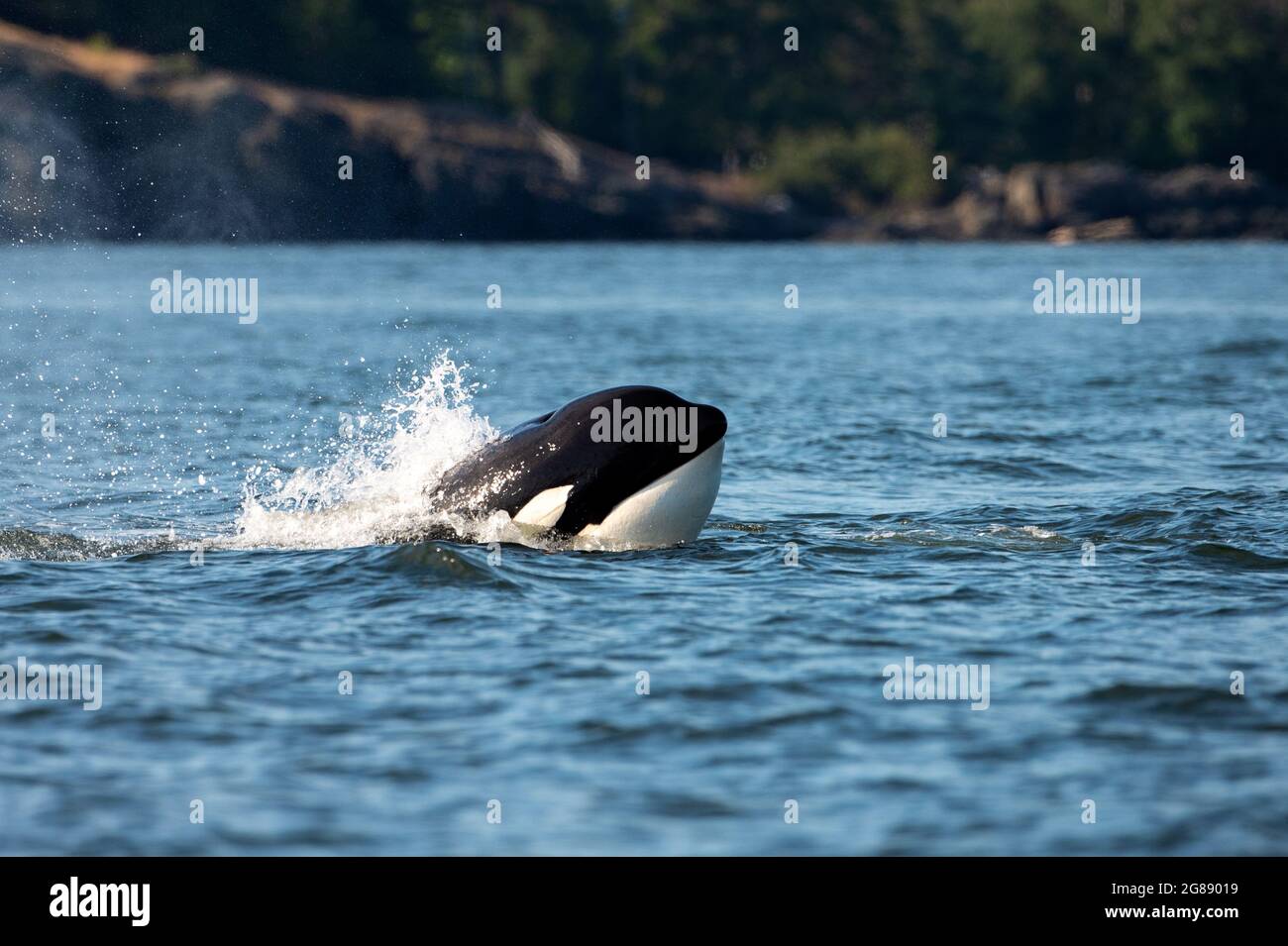 A transient Orca whale or killer whale jumping out of water in Orcinus ...