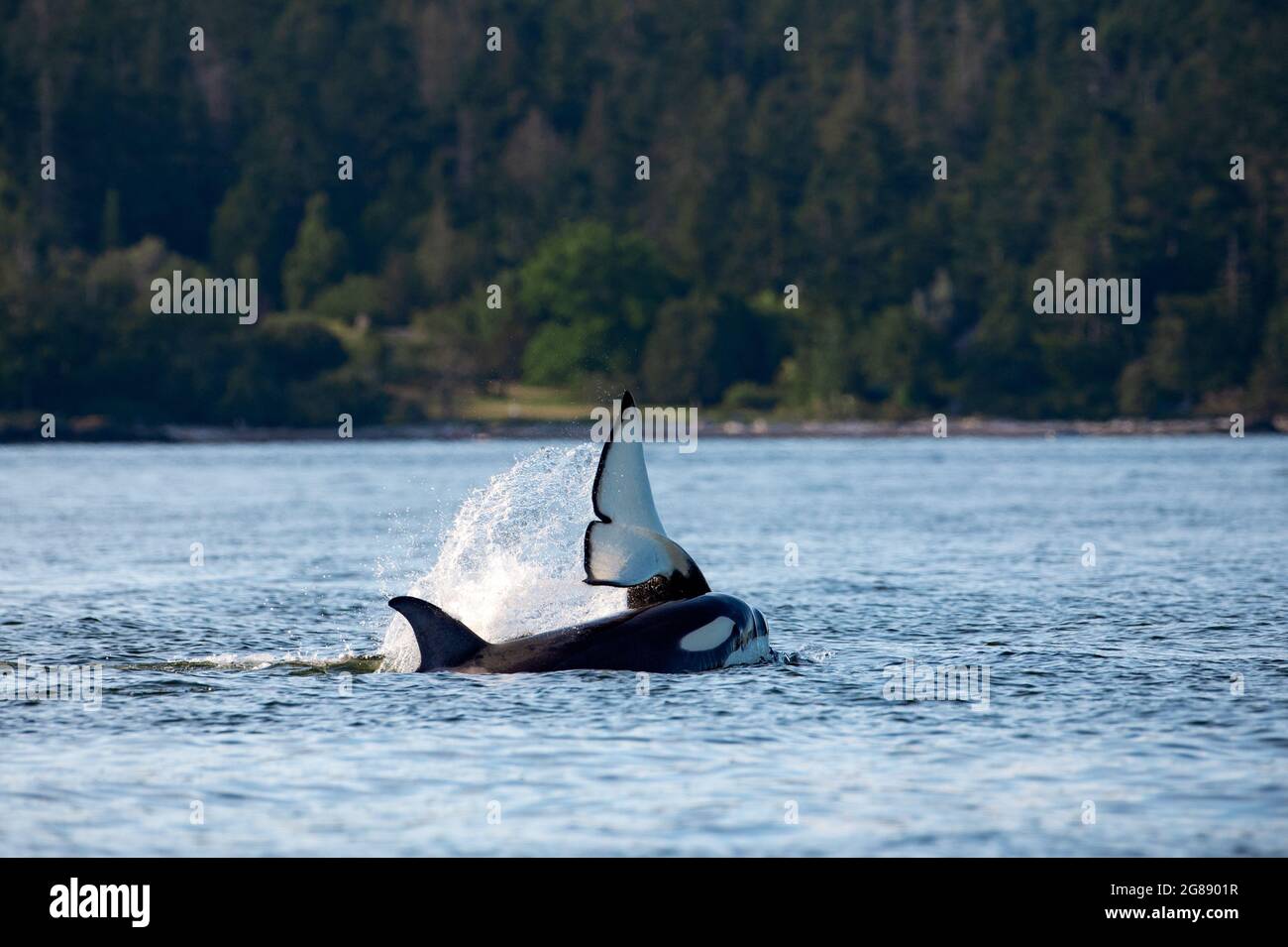 A transient Orca whale or killer whale jumping out of water in Orcinus ...