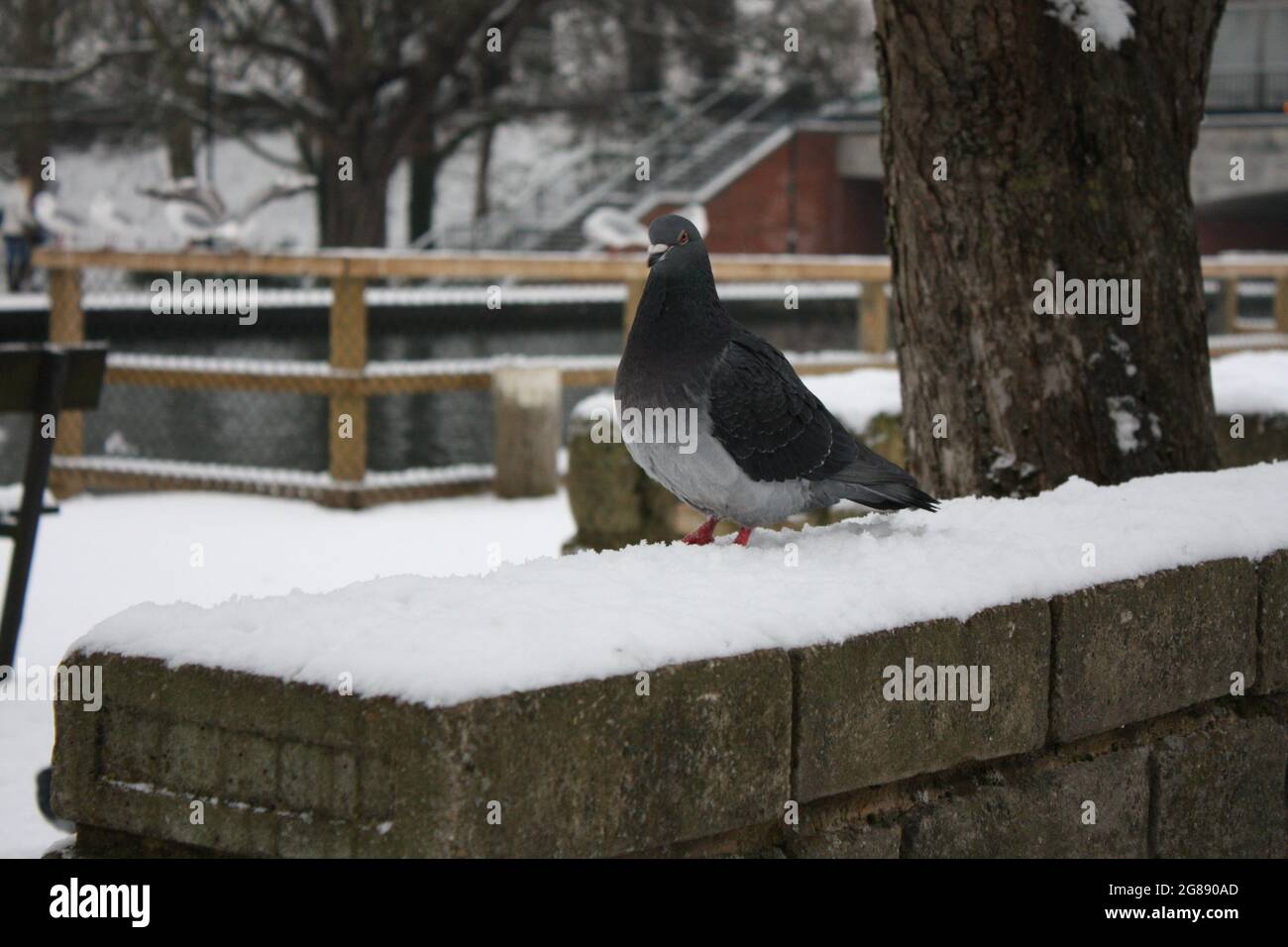 Snowy Wall High Resolution Stock Photography And Images Alamy