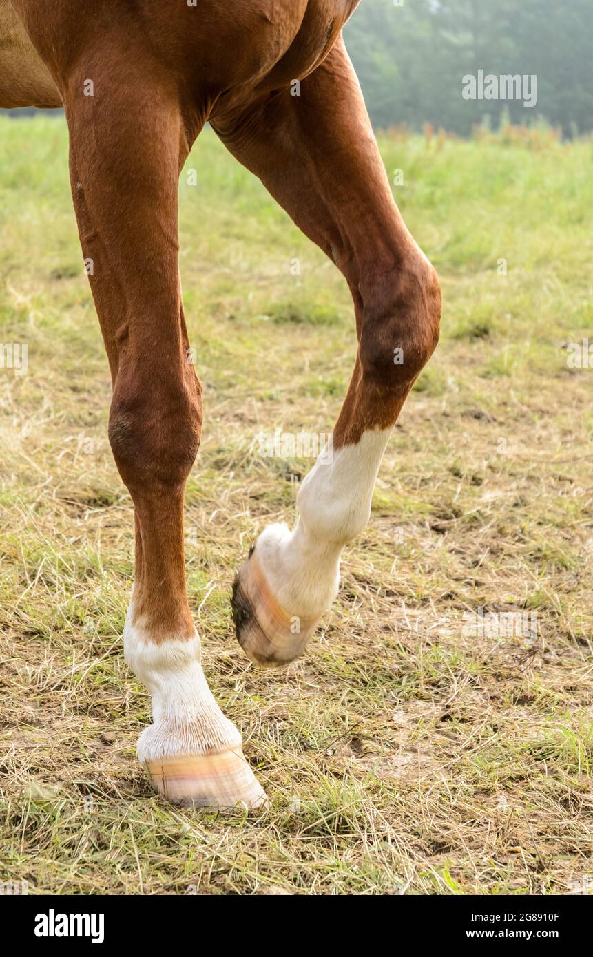 Hooves and legs of a brown domestic horse (Equus ferus caballus) on a