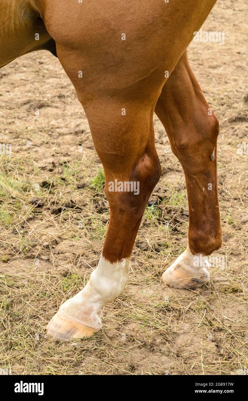 Horse standing on hind legs hi-res stock photography and images - Alamy