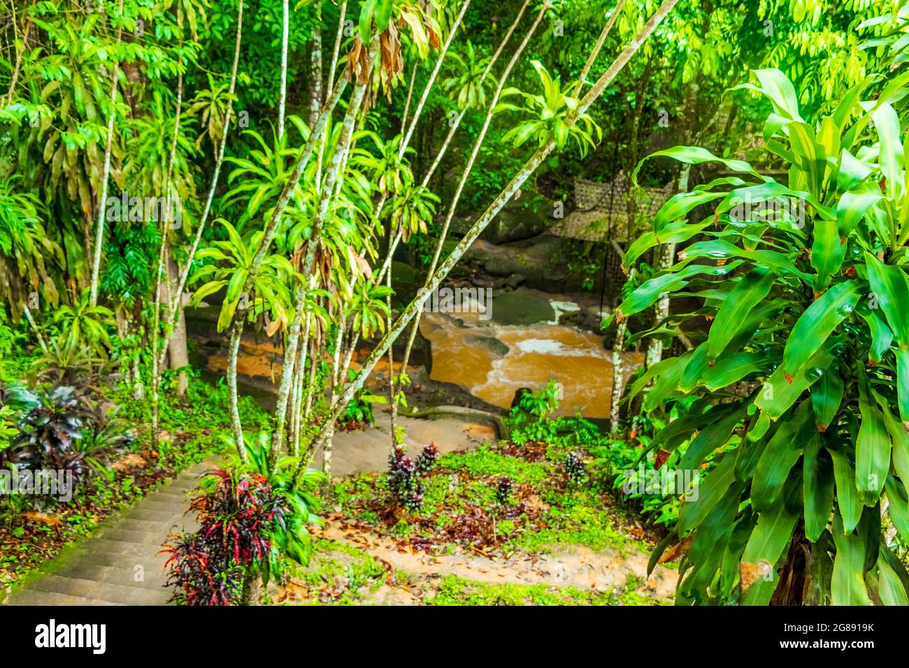Jungle with monsoon rain at Tar Nim Waterfall & Secret Magic Garden during rainy season on Koh