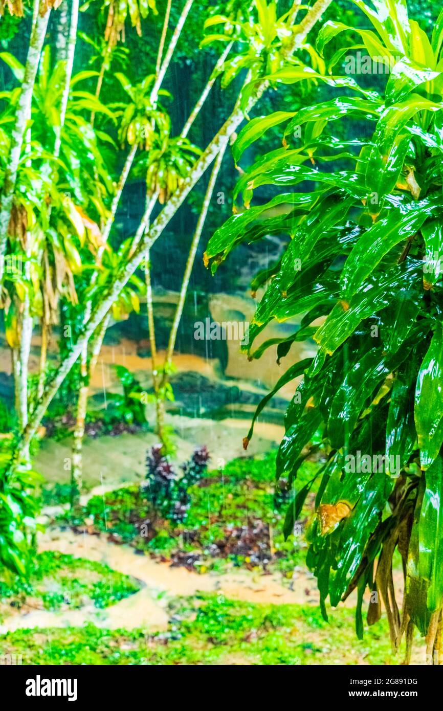 Jungle with monsoon rain at Tar Nim Waterfall & Secret Magic Garden during rainy season on Koh