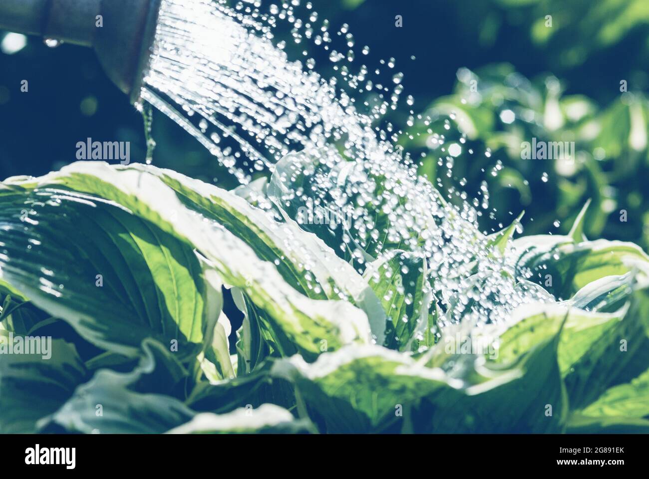 Watering green hosta plants in the garden, water drops sparkling in the evening sunlight Stock