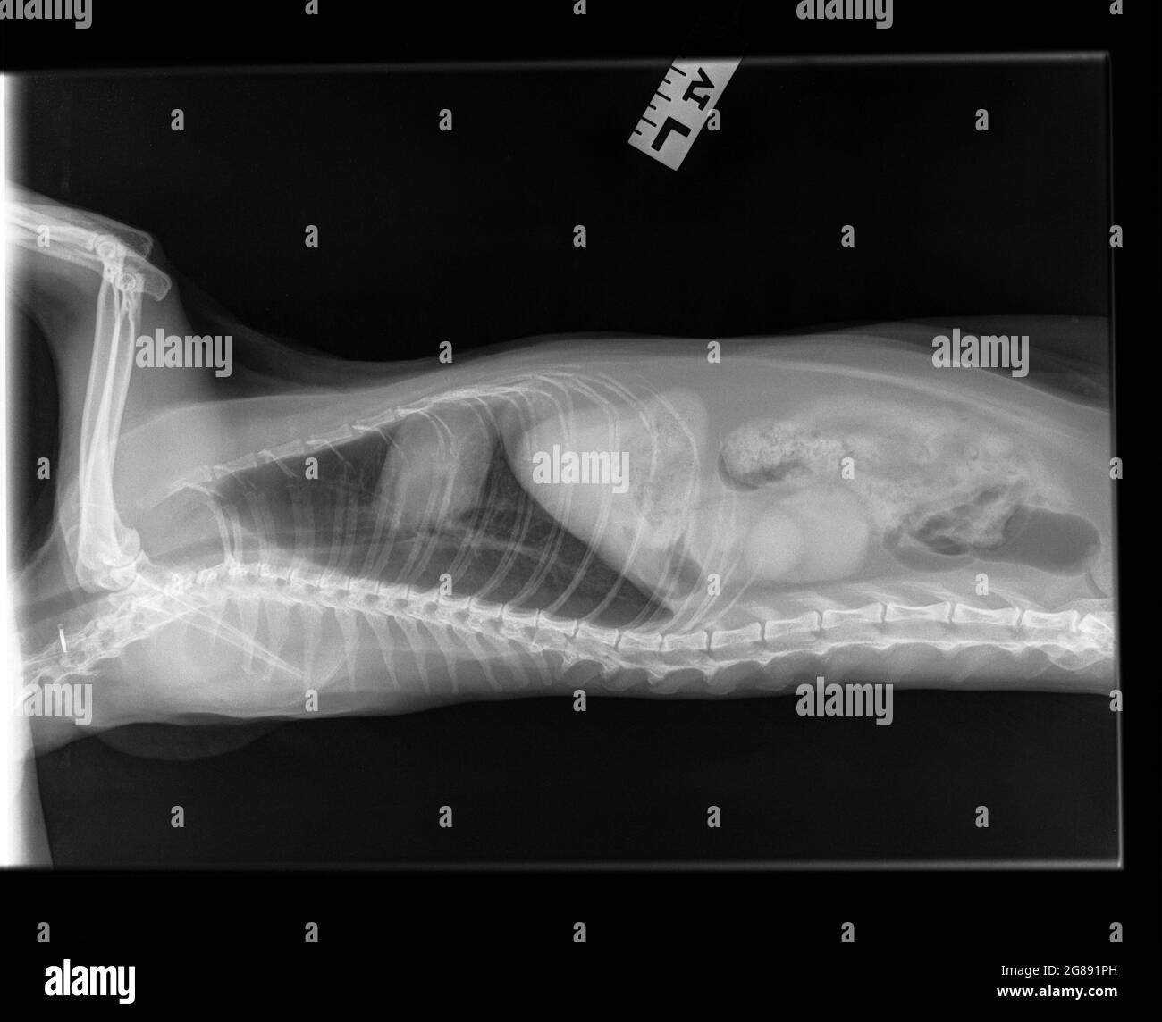 Radiograph of an old spayed female cat. Lateral view. A cat with suspected chronic renal (kidney) disease. A changed structure of the left kidney. Stock Photo