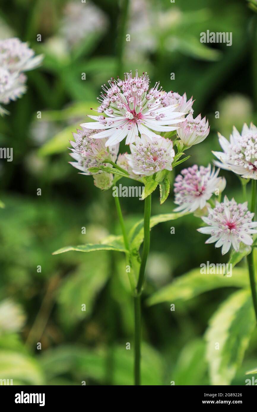 Astrantia masterwort hi-res stock photography and images - Page 5 - Alamy