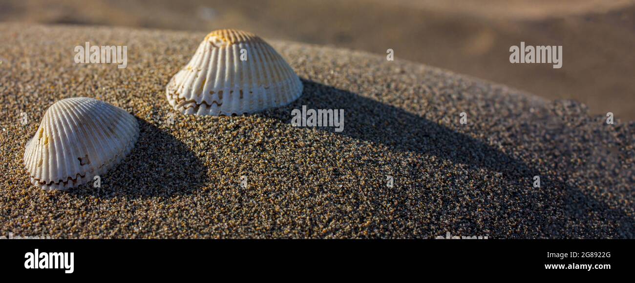 Seashells on the sand, banner image with copy space Stock Photo