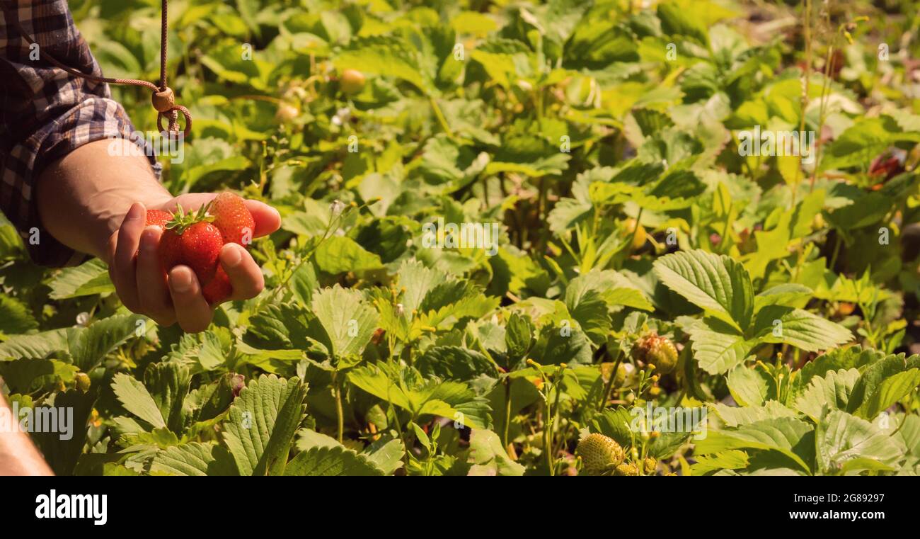 Strawberry beds in the garden on a bright sunny day Stock Photo - Alamy