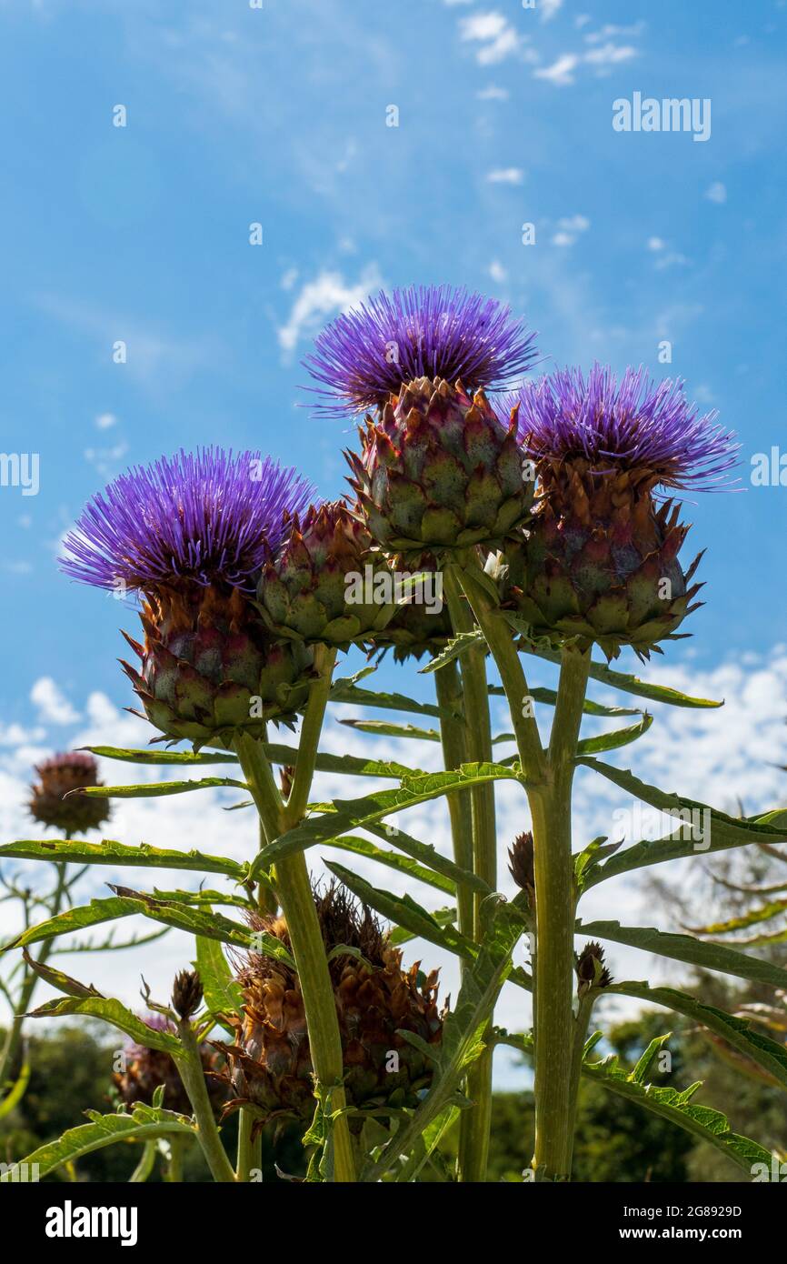 Bienen im Anflug auf Marien Distel , Artischocke Blüte Stock Photo