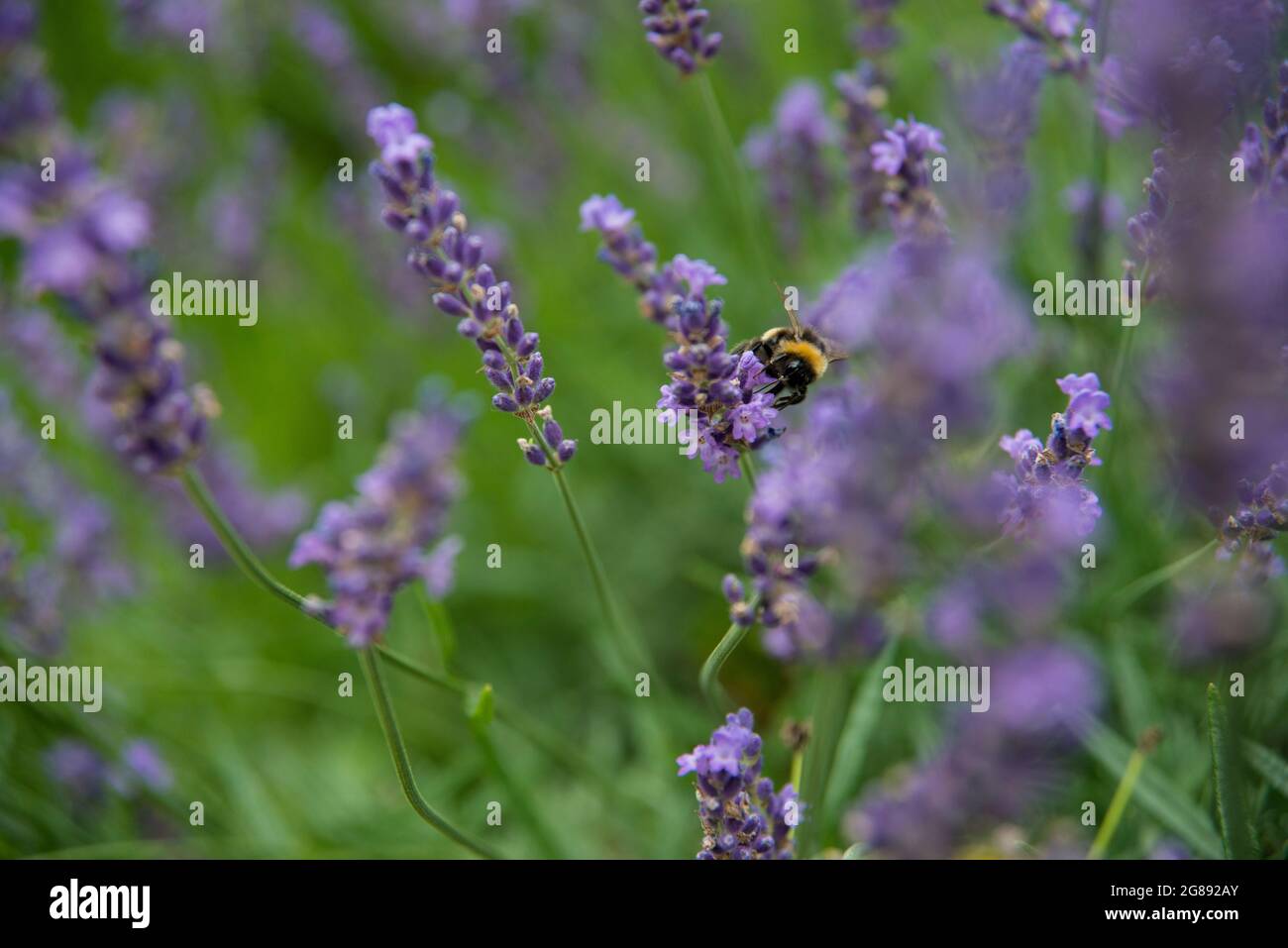 lavender and bumblebee Stock Photo