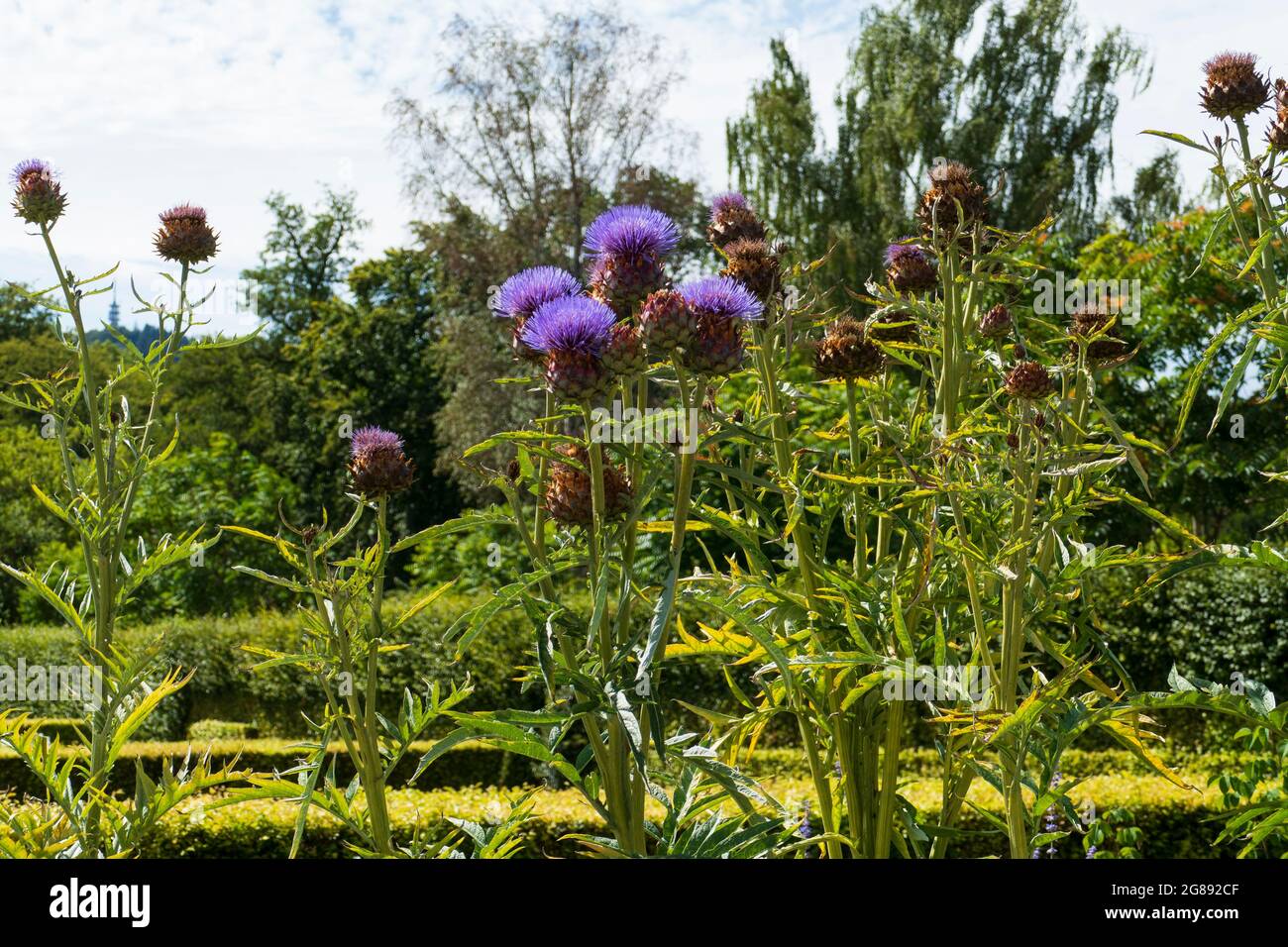 Bienen im Anflug auf Marien Distel , Artischocke Blüte Stock Photo