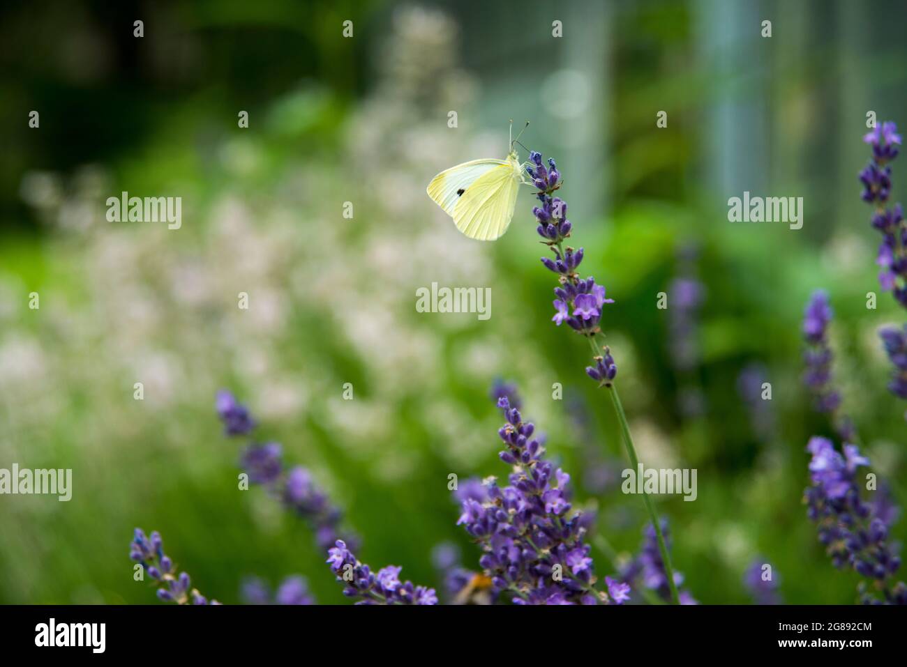 lavender and butterflies Stock Photo