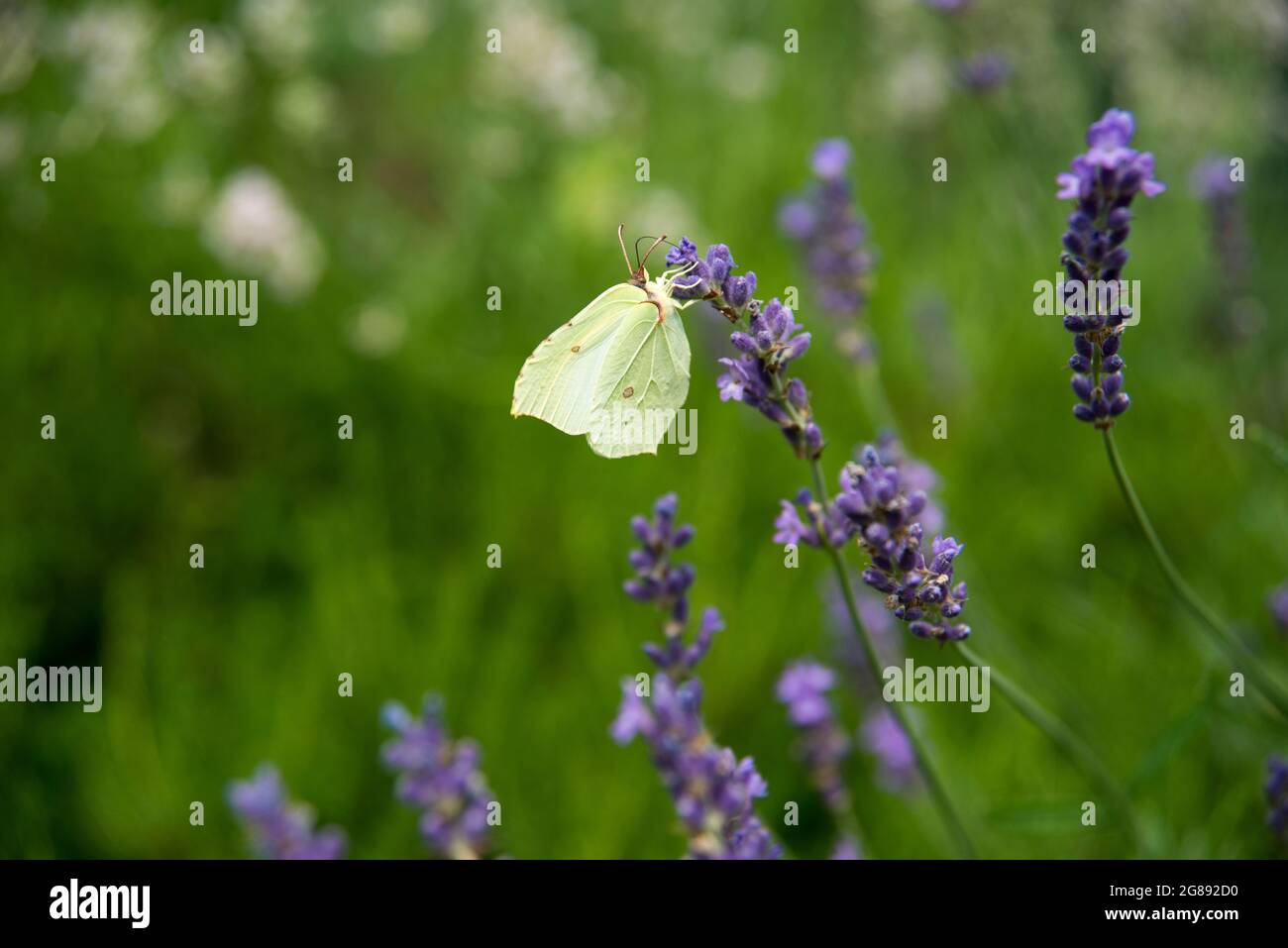 lavender and butterflies Stock Photo