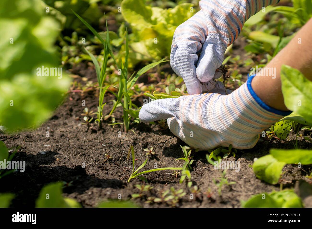 Weed pluck hi-res stock photography and images - Alamy, image size:1300x956
