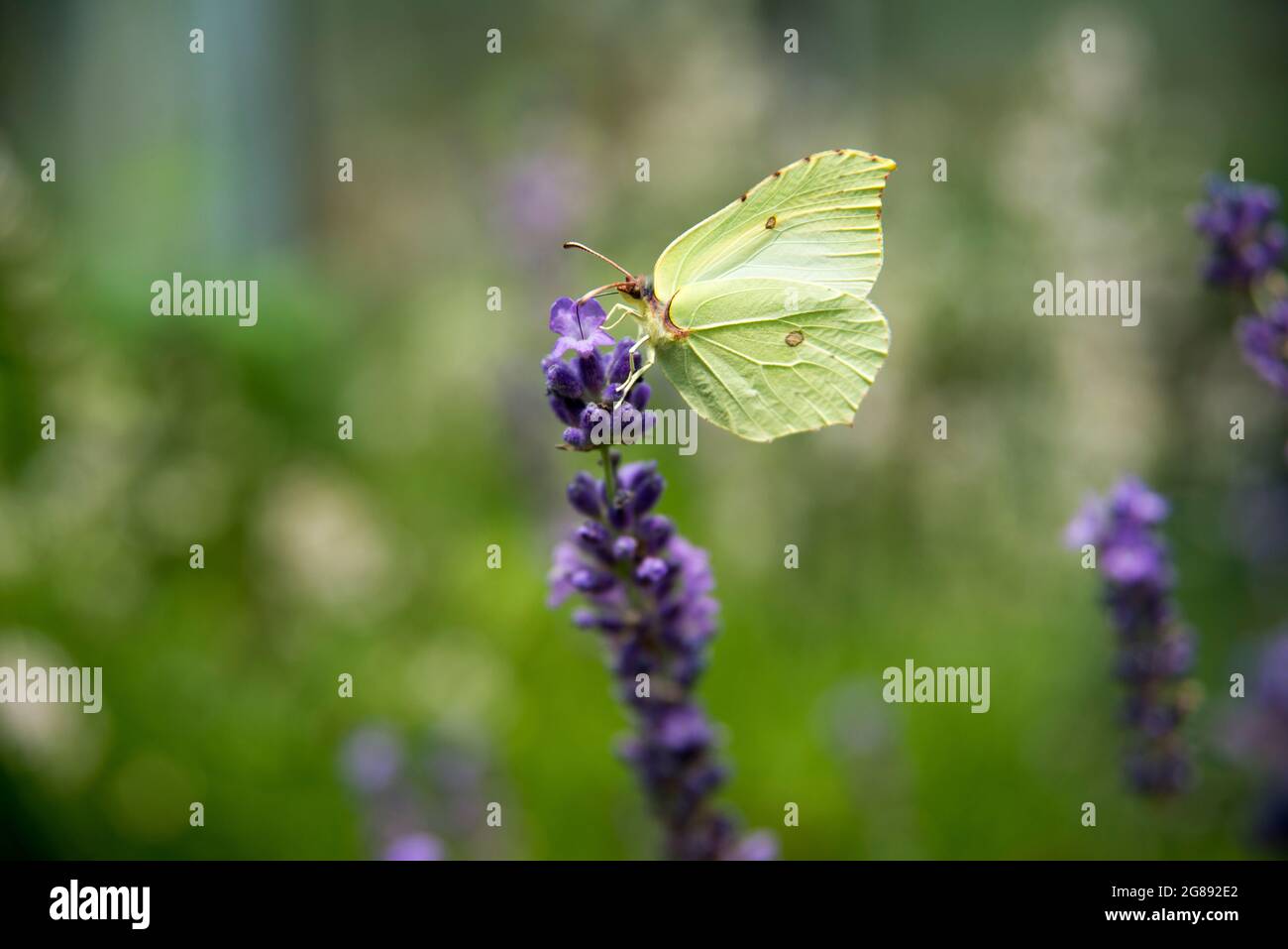 lavender and butterflies Stock Photo