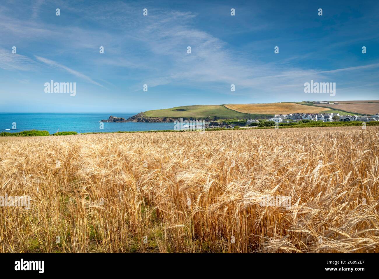 A field of golden ripe wheat / barley under bright summer skies over looking the sea on the  north  coast  Cornwall Stock Photo