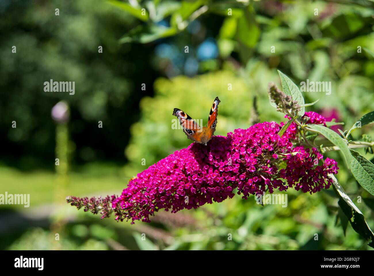 Butterfly tree with butterfly. Schmetterlingsbaum mit Schmetterling Stock Photo