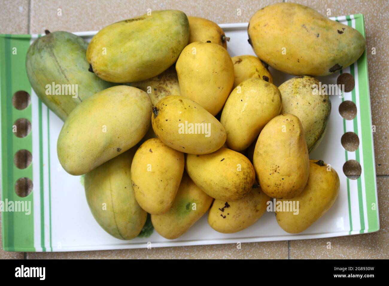Variety of Indian mangos (Mangifera indica Stock Photo Alamy