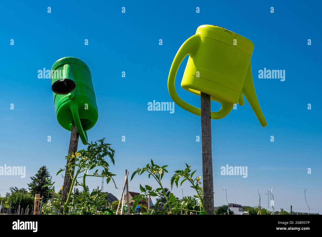 Two Plastic Watering Cans Sticked Upside Down On Wooden Poles Stock Photo
