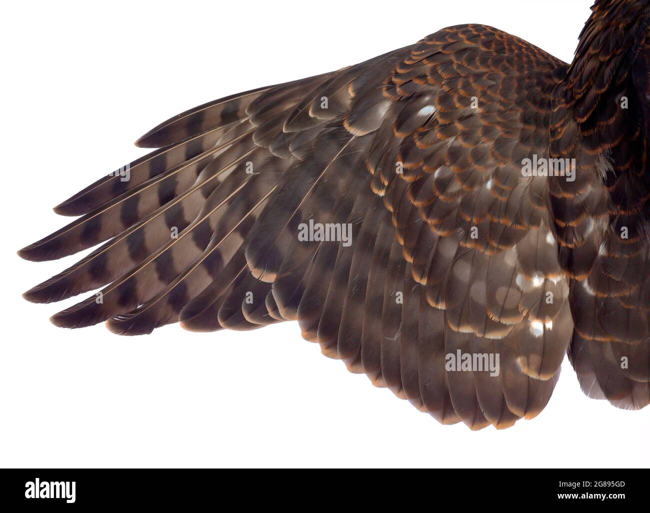 Detail Of A Red Shouldered Hawk S Wing Feathers Isolated On A White Background Stock Photo Alamy