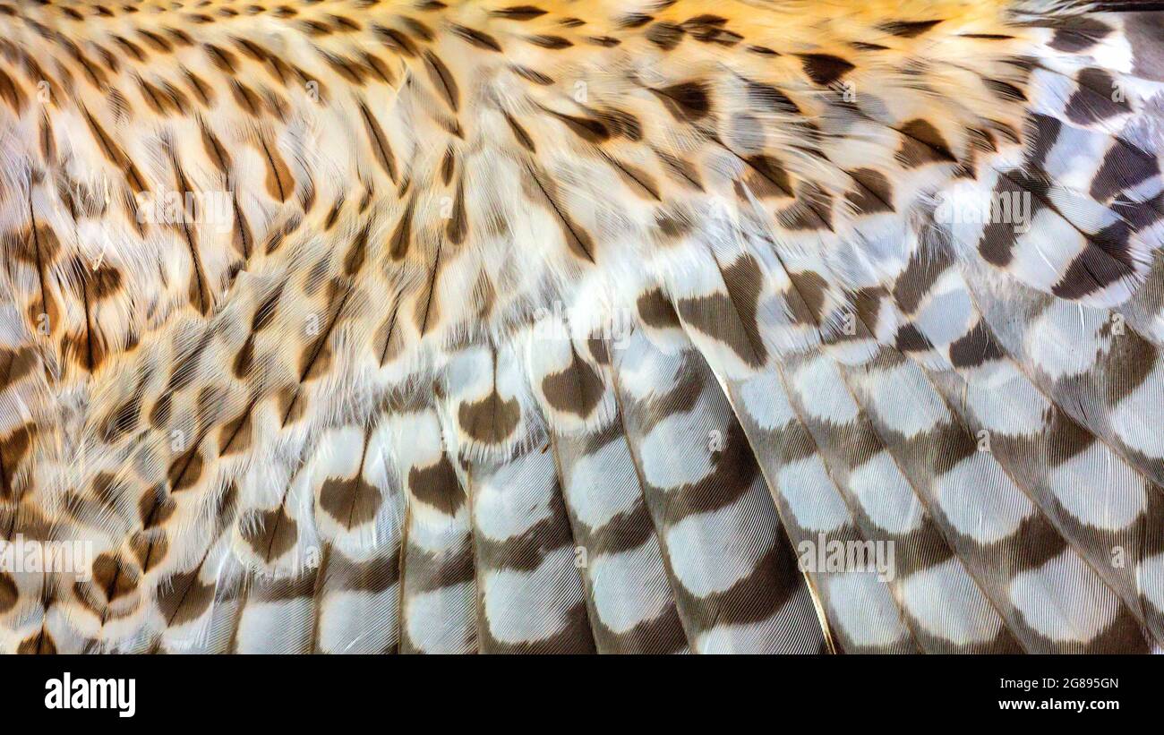 Close Up Background Texture Of The Inside Feathers Of A Red Shouldered Hawk Wing Stock Photo Alamy