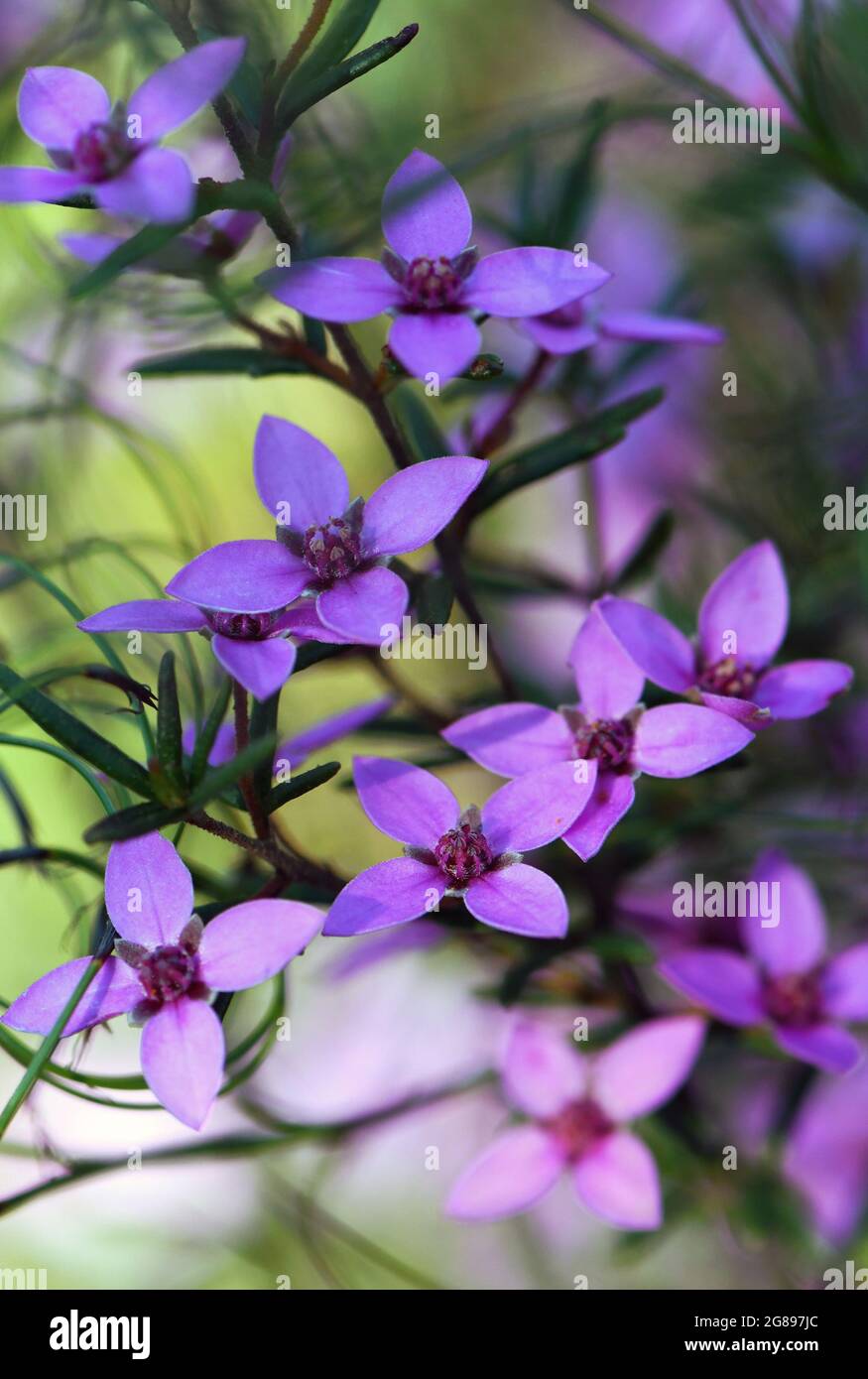 Pink flowers of Australian native Boronia ledifolia, family Rutaceae. Growing in Sydney woodland, NSW, Australia. Known as the Showy, Sydney or Ledum Stock Photo