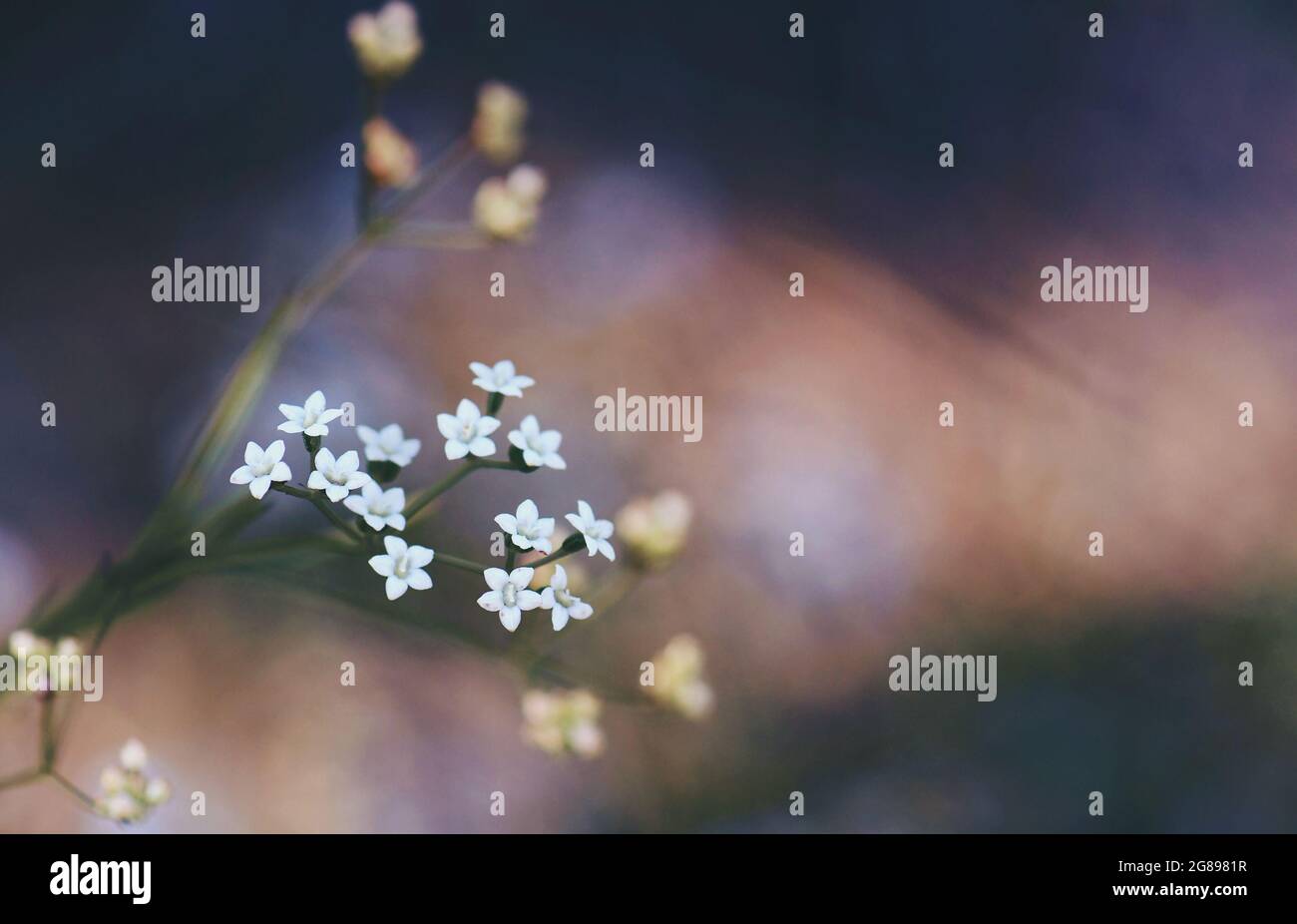 Delicate white flowers of the Australian native Platysace linearifolia, family Apiaceae growing in Sydney woodland, Australia. Endemic to NSW and Qld Stock Photo