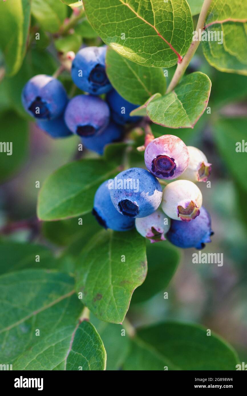 blueberries on the bush ripen in summer garden, blueberry grown at organic farm, vertical photo Stock Photo