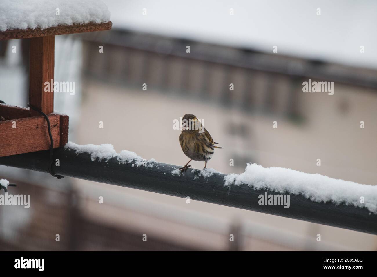 Eurasian skylark sits on a snowy fence next to a feeder and swallows seeds for survival. He shouts to his mates to come and eat too. Alauda arvensis r Stock Photo