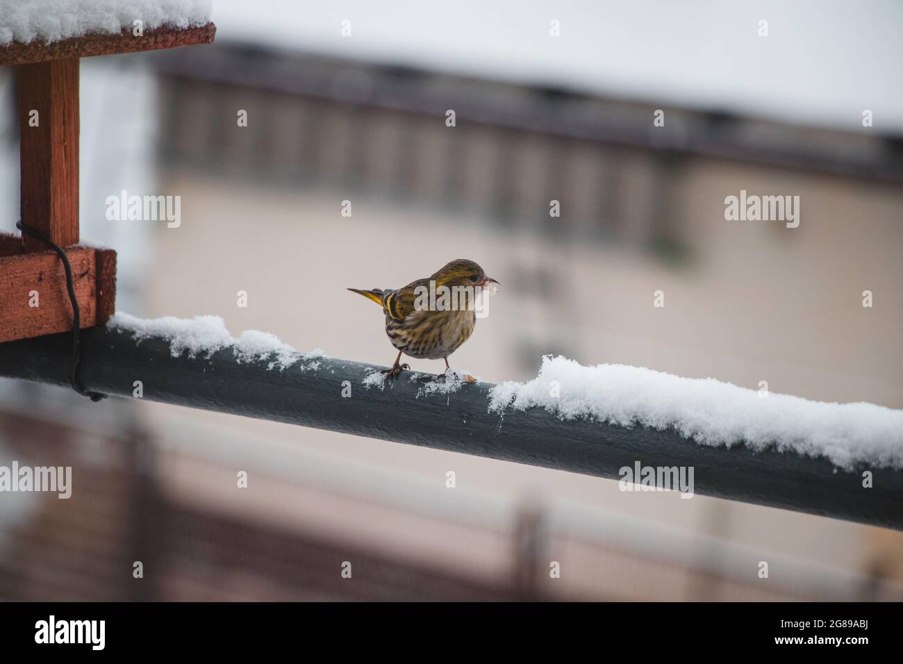 sits on a snowy fence next to a feeder and swallows seeds for survival. He shouts to his mates to come and eat too. Alauda arvensis resting on a froze Stock Photo