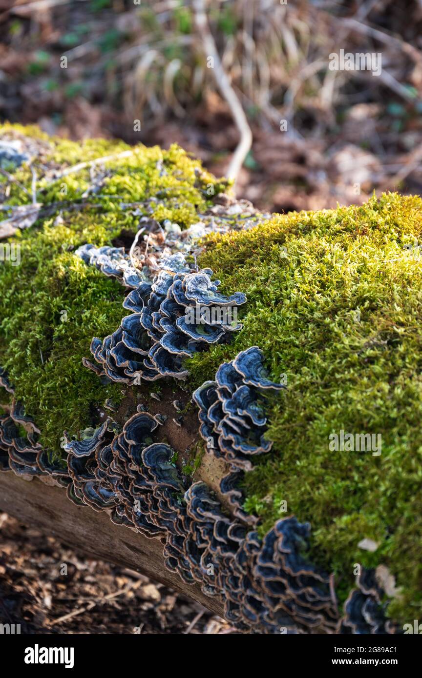 Mushrooms growing on a moss-covered log in forest in Sweden Stock Photo