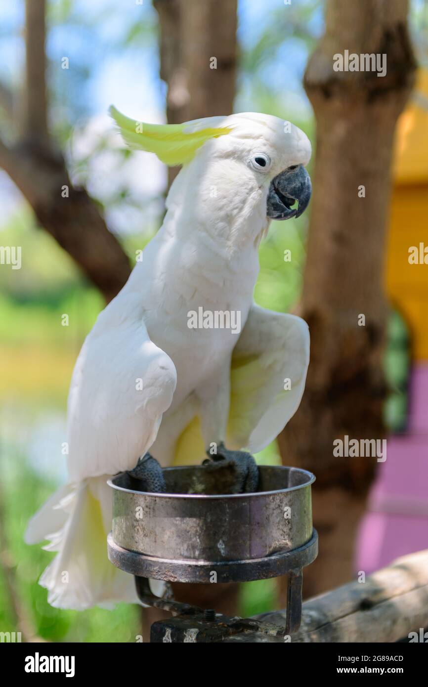 cute white Cockatoo bird on nature background, pet bird concept Stock Photo