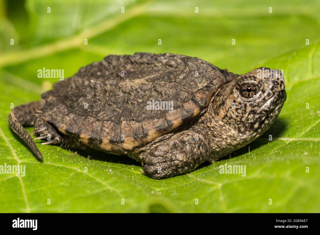 Common Snapping Turtle (Cheldra serpentina) Stock Photo