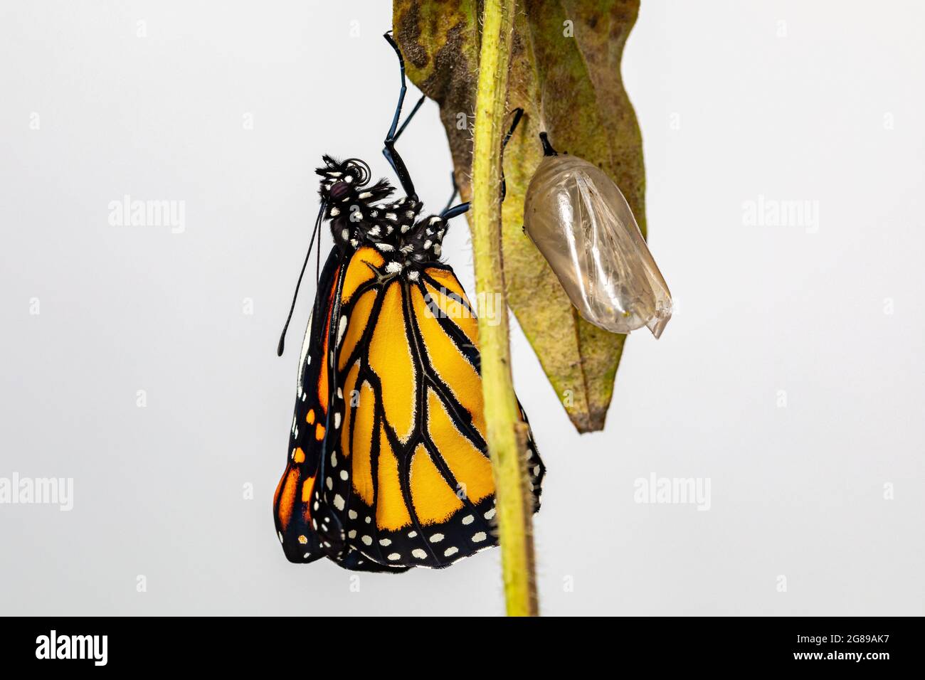 Monarch butterfly just emerged from chrysalis completing the metamorphosis. Concept of butterfly conservation, life cycle, habitat preservation, and b Stock Photo