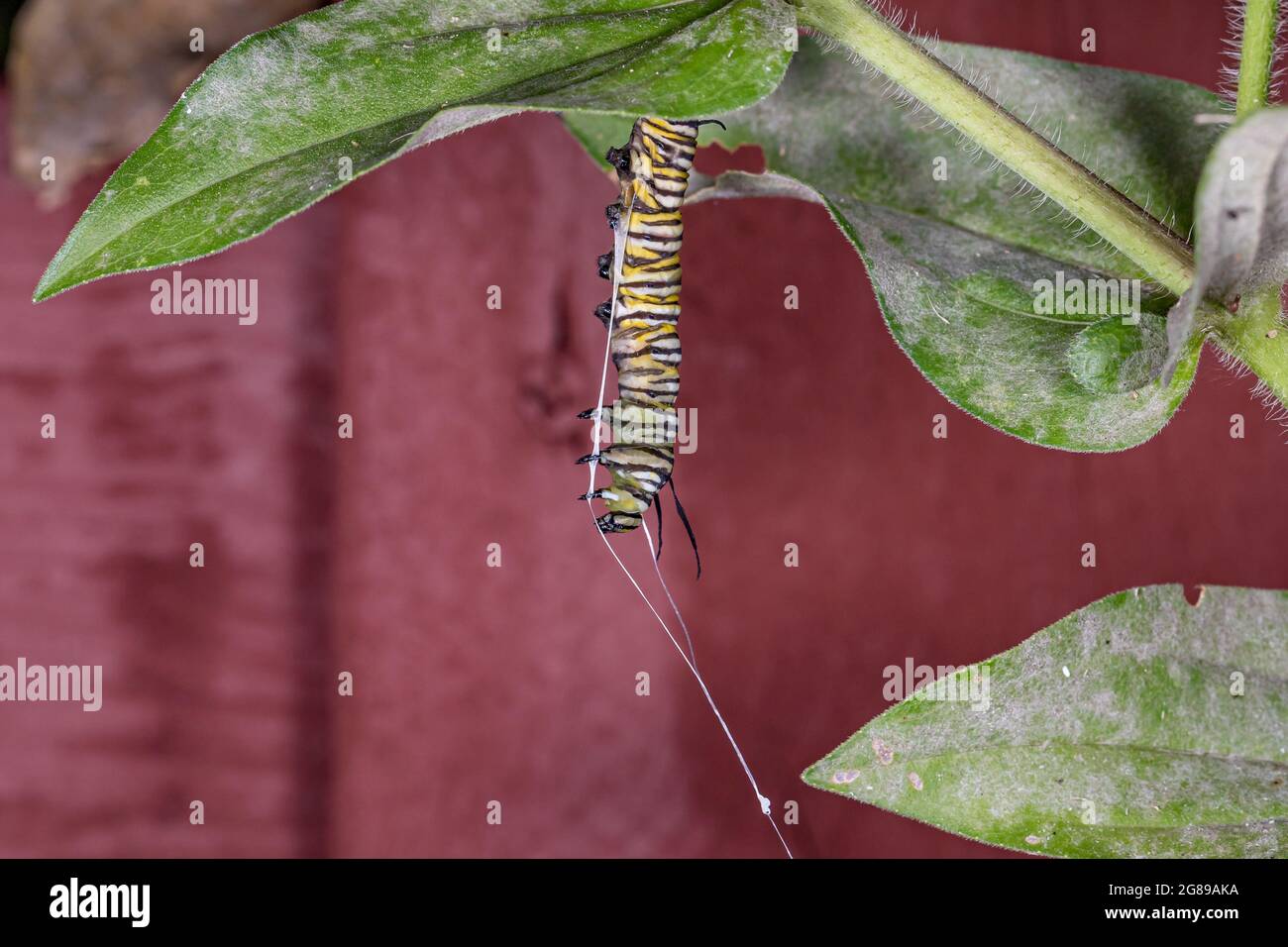 Monarch butterfly caterpillar dead from Tachinid fly parasitic infection. White strands of silk hanging from body. Concept of insect and wildlife cons Stock Photo