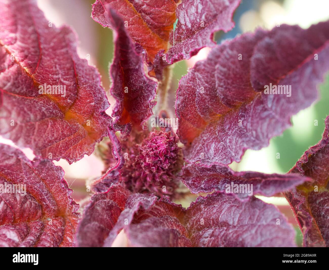 Amaranth plant, close-up. A plant with crimson leaves. Stock Photo