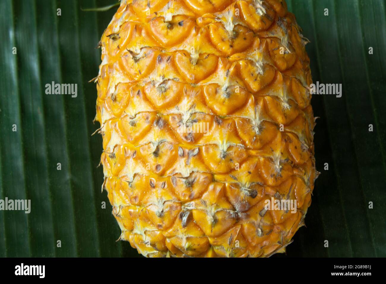 The pineapple is a tropical plant with an edible fruit and the most economically significant plant in the family Bromeliaceae Stock Photo