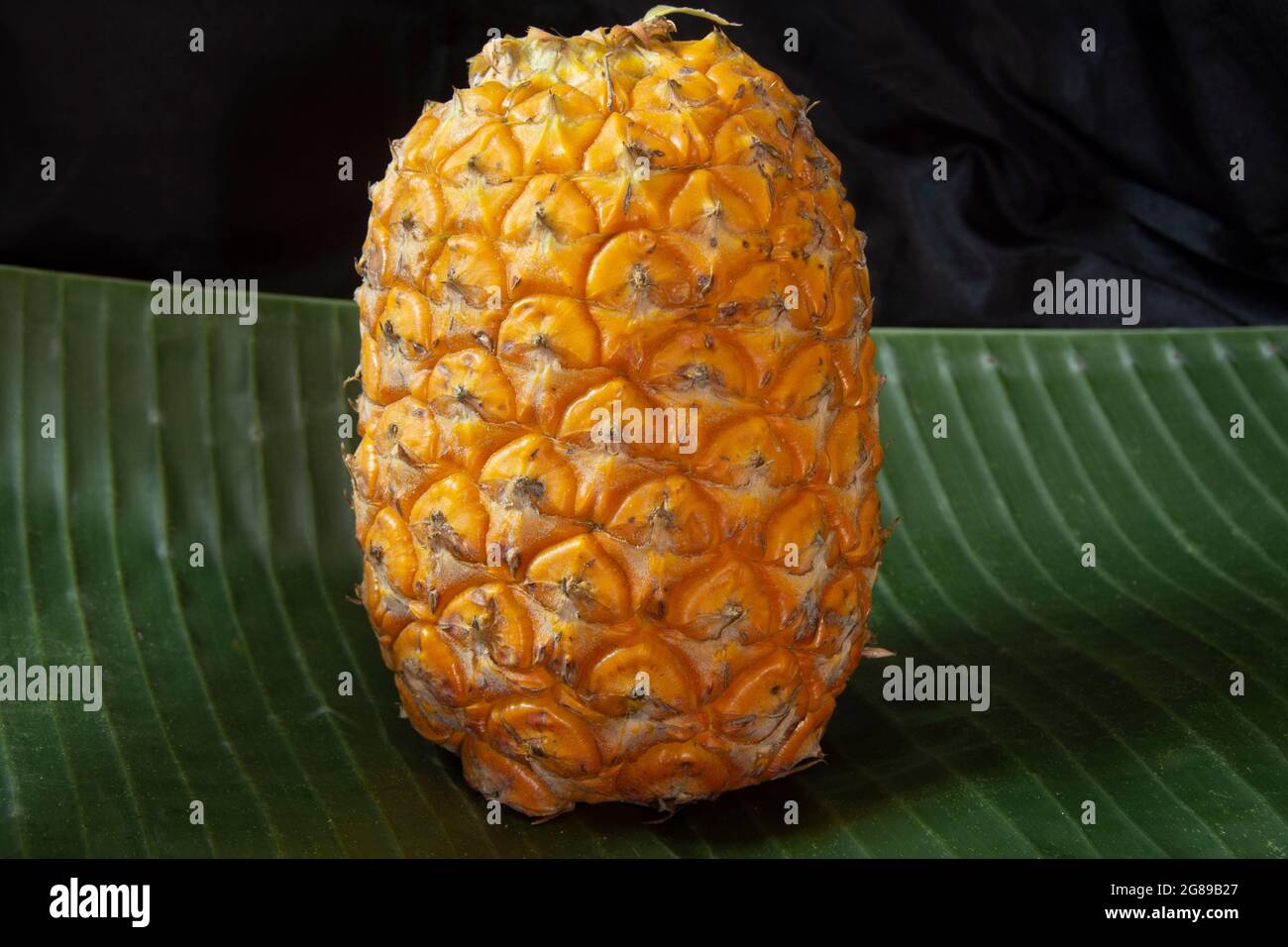 The pineapple is a tropical plant with an edible fruit and the most economically significant plant in the family Bromeliaceae Stock Photo