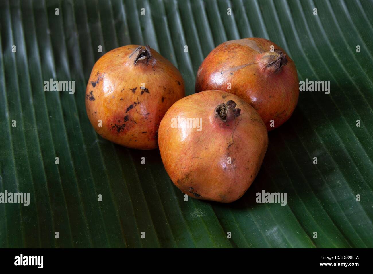 The pomegranate is a fruit-bearing deciduous shrub in the family Lythraceae, subfamily Punicoideae Stock Photo