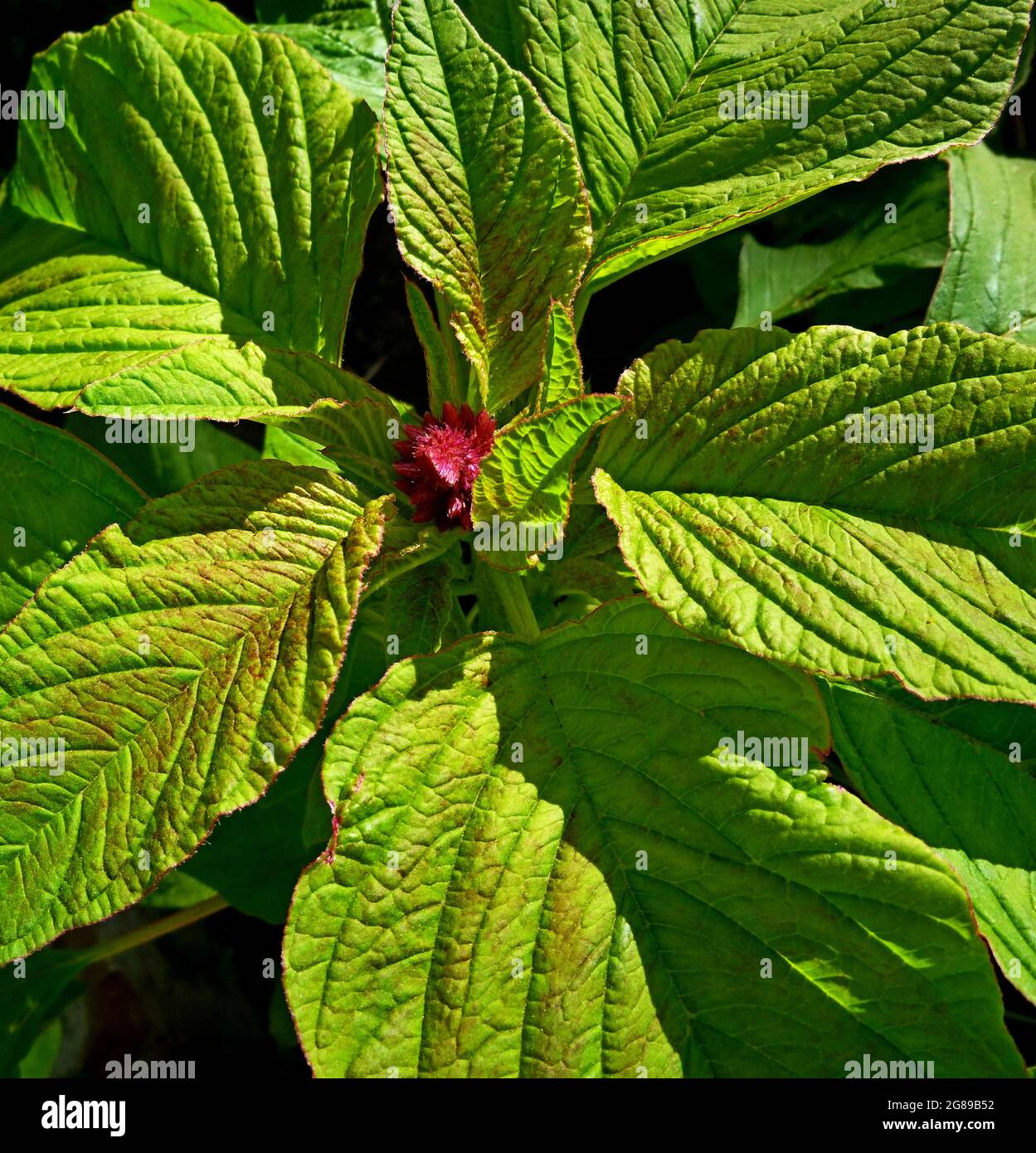 Amaranth flowers and plant, top view, garden in Siberia Russia Stock Photo