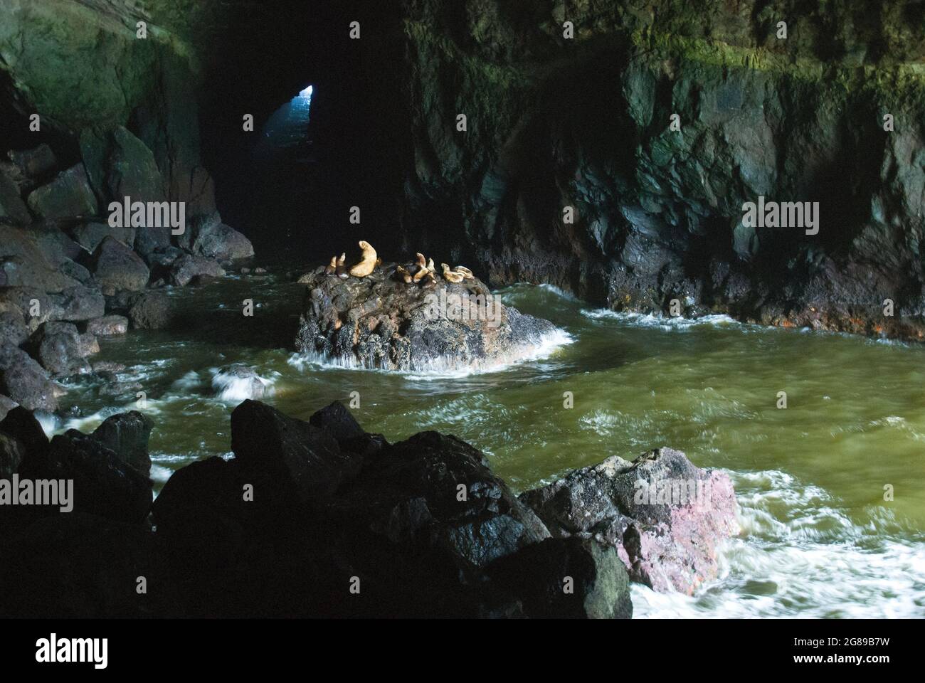 Sea Lion Caves, America's largest sea cave, Oregon coast Stock Photo