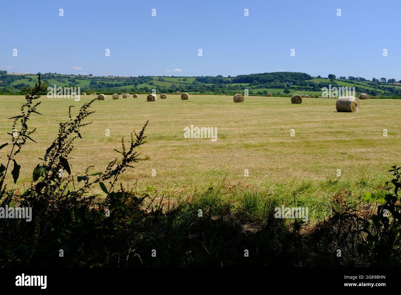 Hay bales in a field on the Wick Golden Valley nature reserve trail in Wick, Bristol, UK Stock Photo