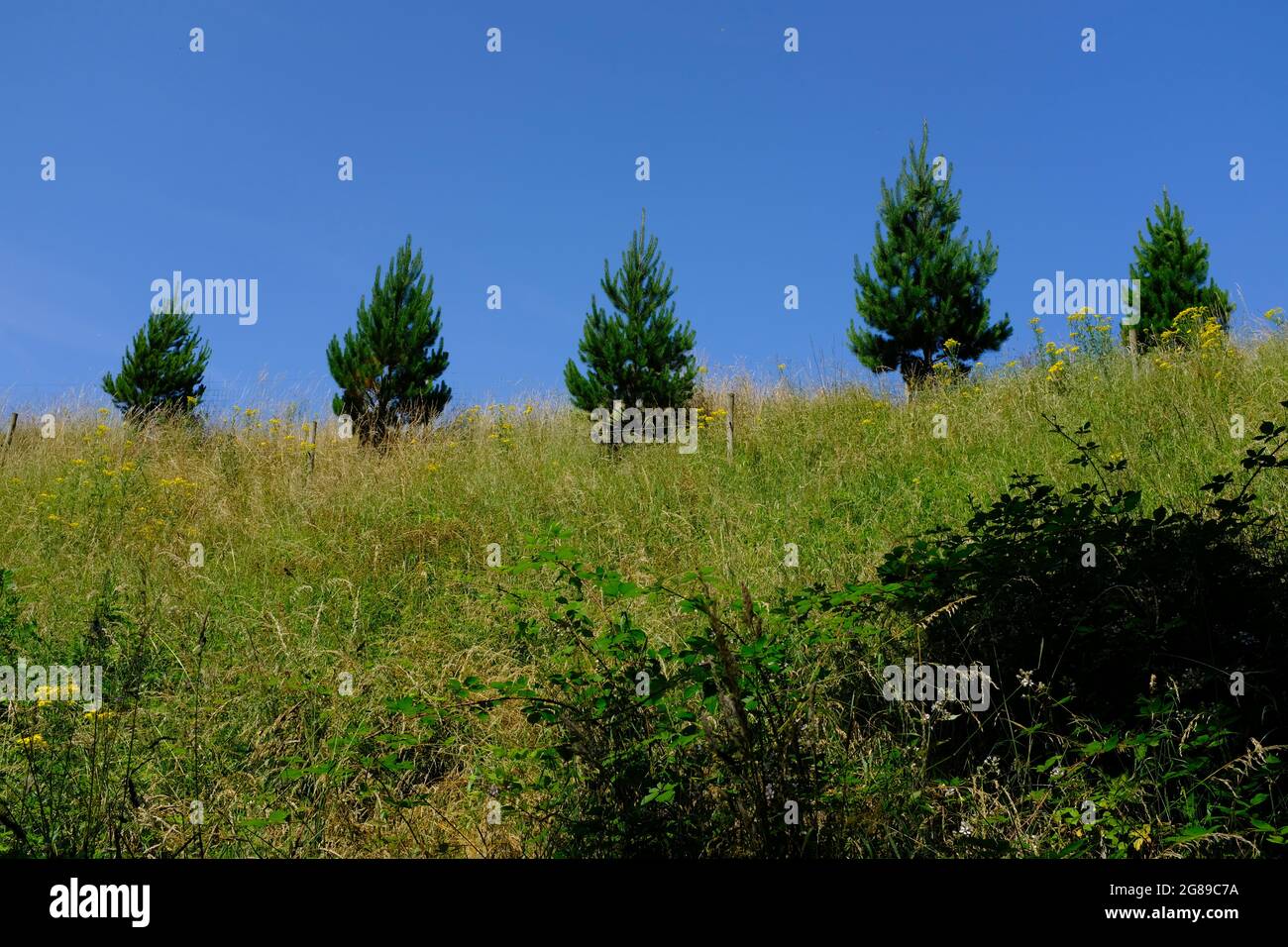 Five fur trees on a shrubland hill at Wick Golden Valley quarry nature reserve in Bristol, England. Stock Photo