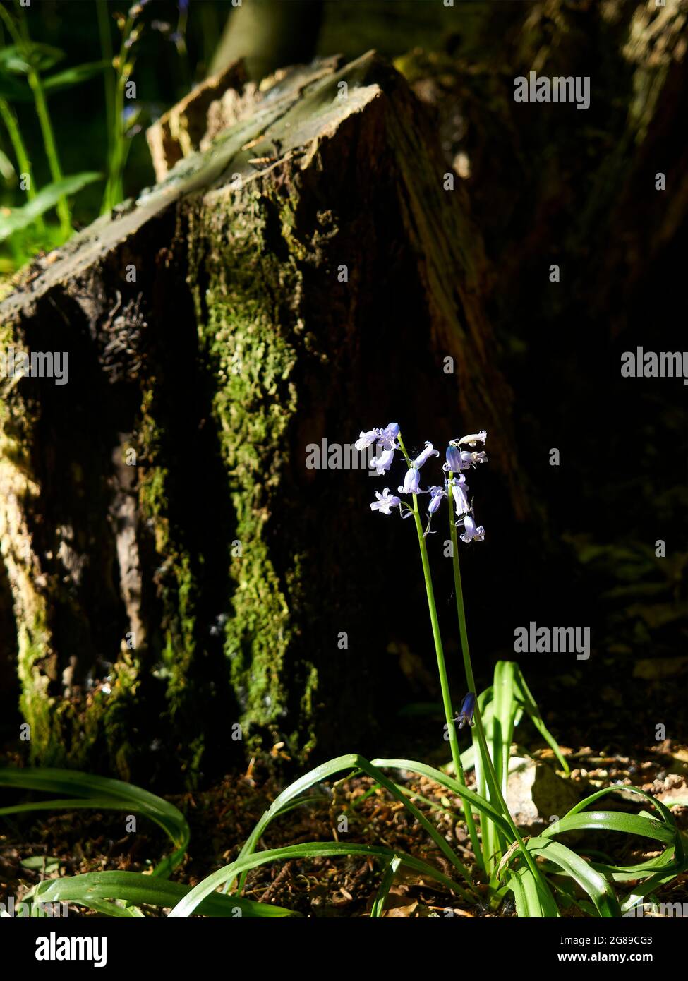 Slanting Spring Tree stump with wildflowers hi-res stock photography and images - Alamy