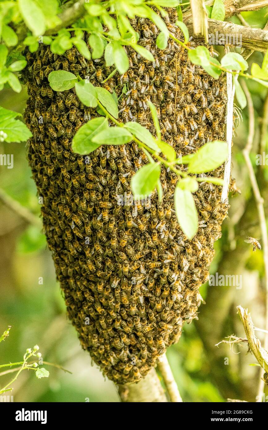 Bee Swarm Stock Photo