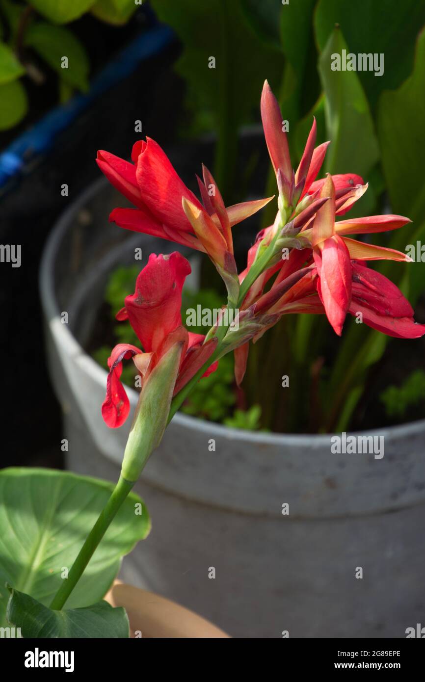 Canna Lily Bulbs - The President Red Canna Indonesia