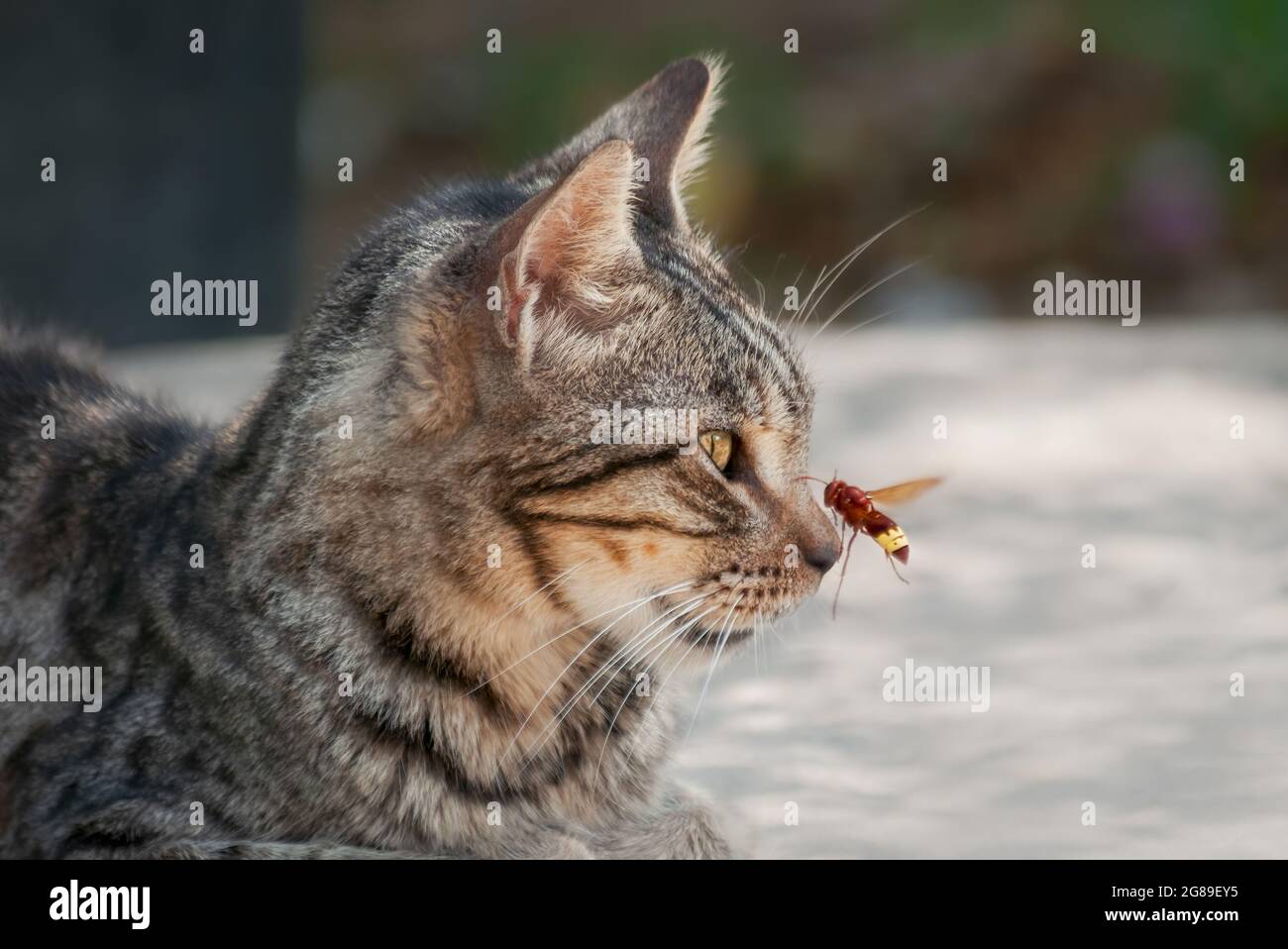 Tabby cat looking at a flying oriental hornet, attacking the nose, Cyprus Stock Photo