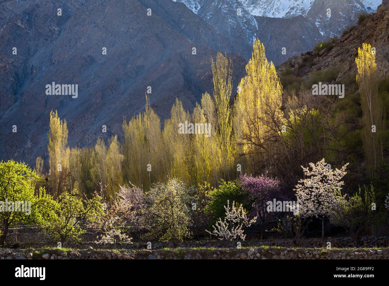 Cherry and apricot blossom in Hunza mountain valley Pakistan Stock Photo